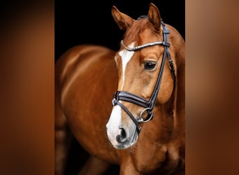 Oldenburg, Gelding, 8 years, 16,3 hh, Chestnut-Red