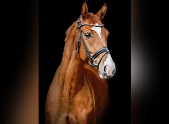 Oldenburg, Gelding, 8 years, 16,3 hh, Chestnut-Red