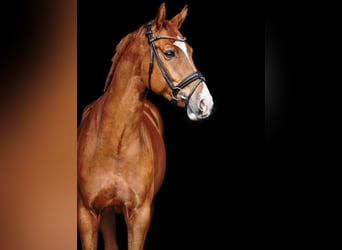Oldenburg, Gelding, 8 years, 16,3 hh, Chestnut-Red