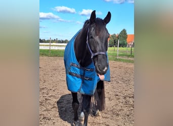 Oldenburg, Gelding, 8 years, 17,1 hh, Black