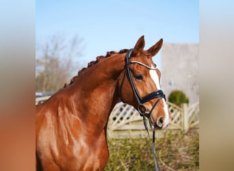 Oldenburg, Gelding, 8 years, 17.1 hh, Chestnut-Red