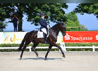 Oldenburg, Gelding, 8 years, 17.1 hh, Smoky-Black