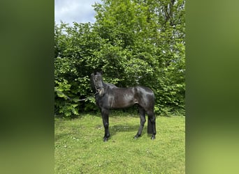 Oldenburg, Gelding, 8 years, 17.2 hh, Black