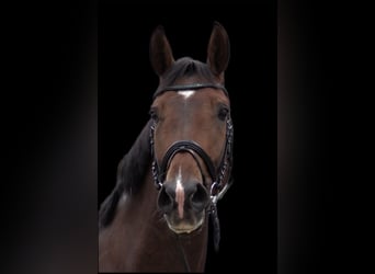 Oldenburg, Gelding, 8 years, 17.2 hh, Brown