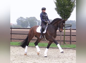 Oldenburg, Gelding, 8 years, 17.2 hh, Brown