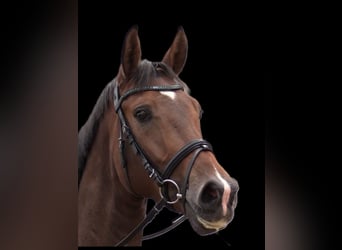 Oldenburg, Gelding, 8 years, 17.2 hh, Brown