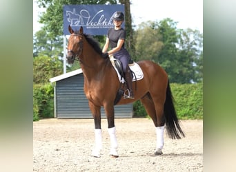 Oldenburg, Gelding, 8 years, 17,2 hh, Brown