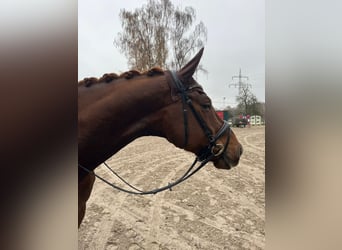 Oldenburg, Gelding, 8 years, 17.2 hh, Chestnut
