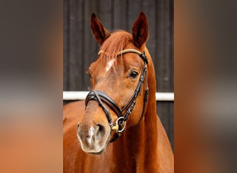 Oldenburg, Gelding, 8 years, 17.2 hh, Chestnut