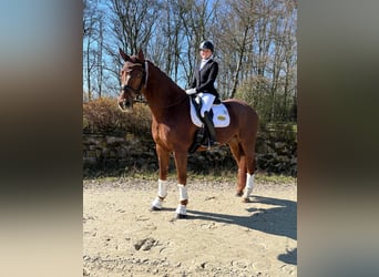 Oldenburg, Gelding, 8 years, 17.2 hh, Chestnut