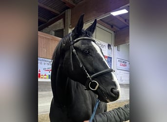 Oldenburg, Gelding, 8 years, 17 hh, Black