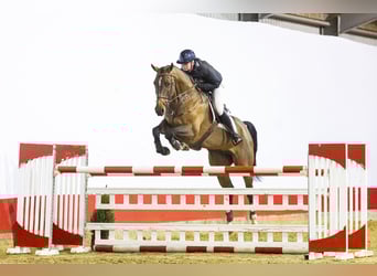 Oldenburg, Gelding, 8 years, 17 hh, Brown