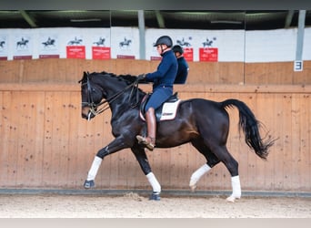 Oldenburg, Gelding, 8 years, 17 hh