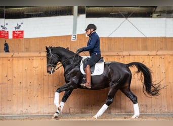 Oldenburg, Gelding, 8 years, 17 hh