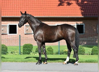 Oldenburg, Gelding, 8 years, 17 hh, Smoky-Black