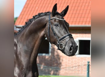 Oldenburg, Gelding, 8 years, 17 hh, Smoky-Black