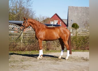 Oldenburg, Gelding, 8 years, 17,1 hh, Chestnut-Red