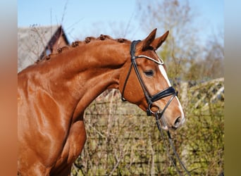 Oldenburg, Gelding, 8 years, 17,1 hh, Chestnut-Red