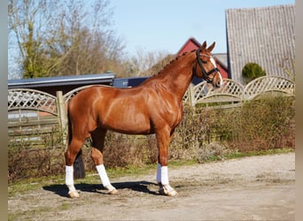 Oldenburg, Gelding, 8 years, 17,1 hh, Chestnut-Red