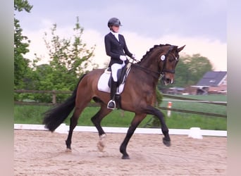 Oldenburg, Gelding, 8 years, 17,2 hh, Brown