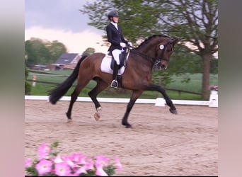 Oldenburg, Gelding, 8 years, 17,2 hh, Brown