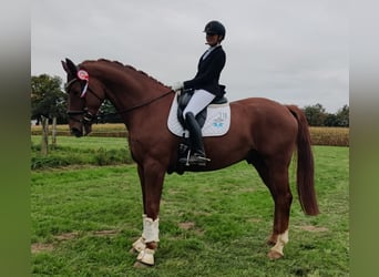 Oldenburg, Gelding, 8 years, 17,2 hh, Chestnut