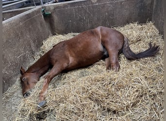 Oldenburg, Gelding, 8 years, 17,2 hh, Chestnut
