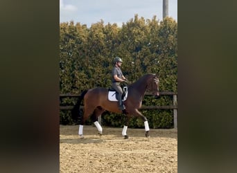 Oldenburg, Gelding, 8 years, 18 hh, Bay-Dark