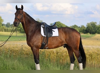 Oldenburg, Gelding, 8 years, 18,1 hh, Bay
