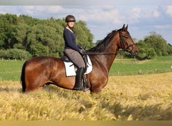 Oldenburg, Gelding, 8 years, 18,1 hh, Bay