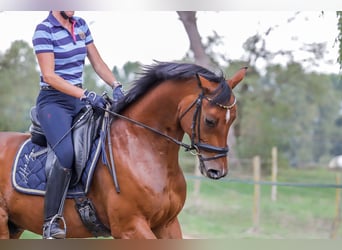 Oldenburger, Wallach, 9 Jahre, 16,1 hh, Brauner