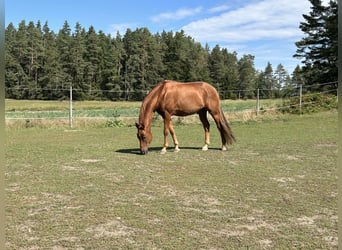 Oldenburg, Gelding, 9 years, 16,1 hh, Chestnut-Red