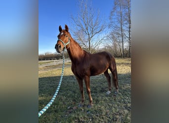 Oldenburg, Gelding, 9 years, 16,1 hh, Chestnut-Red