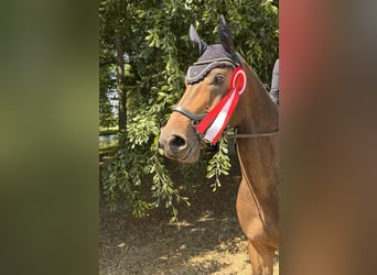 Oldenburg, Gelding, 9 years, 16.2 hh, Bay-Dark