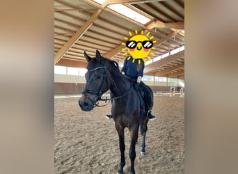 Oldenburg, Gelding, 9 years, 16,2 hh, Bay-Dark