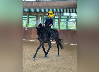 Oldenburg, Gelding, 9 years, 16,2 hh, Bay-Dark