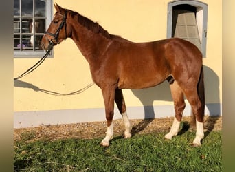 Oldenburg, Gelding, 9 years, 16.2 hh, Chestnut-Red
