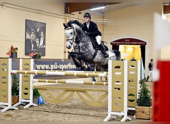 Oldenburg, Gelding, 9 years, 16,2 hh, Gray-Dapple