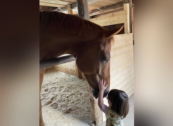 Oldenburg, Gelding, 9 years, 16 hh, Chestnut-Red