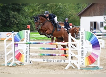 Oldenburg, Gelding, 9 years, 16,1 hh, Brown Oldenburg, Gelding, 9 years, 16,1 hh, Brown
