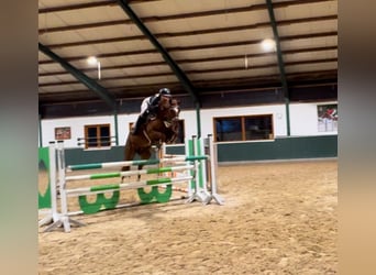 Oldenburg, Gelding, 9 years, 16,1 hh, Chestnut-Red