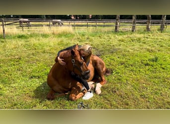 Oldenburg, Gelding, 9 years, 16,1 hh, Chestnut-Red