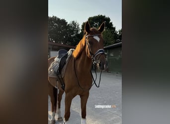 Oldenburg, Gelding, 9 years, 16,1 hh, Chestnut-Red