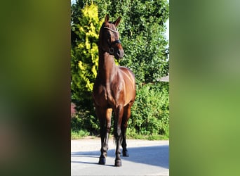 Oldenburg, Gelding, 9 years, 16,2 hh, Bay-Dark