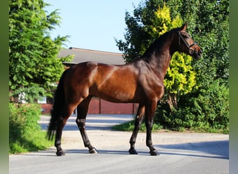 Oldenburg, Gelding, 9 years, 16,2 hh, Bay-Dark