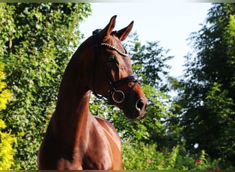 Oldenburg, Gelding, 9 years, 16,2 hh, Bay-Dark