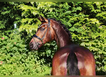 Oldenburg, Gelding, 9 years, 16,2 hh, Bay-Dark