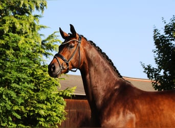 Oldenburg, Gelding, 9 years, 16,2 hh, Bay-Dark