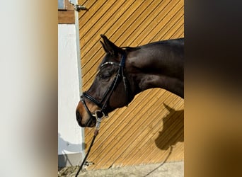 Oldenburg, Gelding, 9 years, 16,2 hh, Bay-Dark