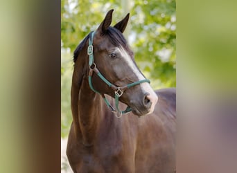 Oldenburg, Gelding, 9 years, 16,2 hh, Black